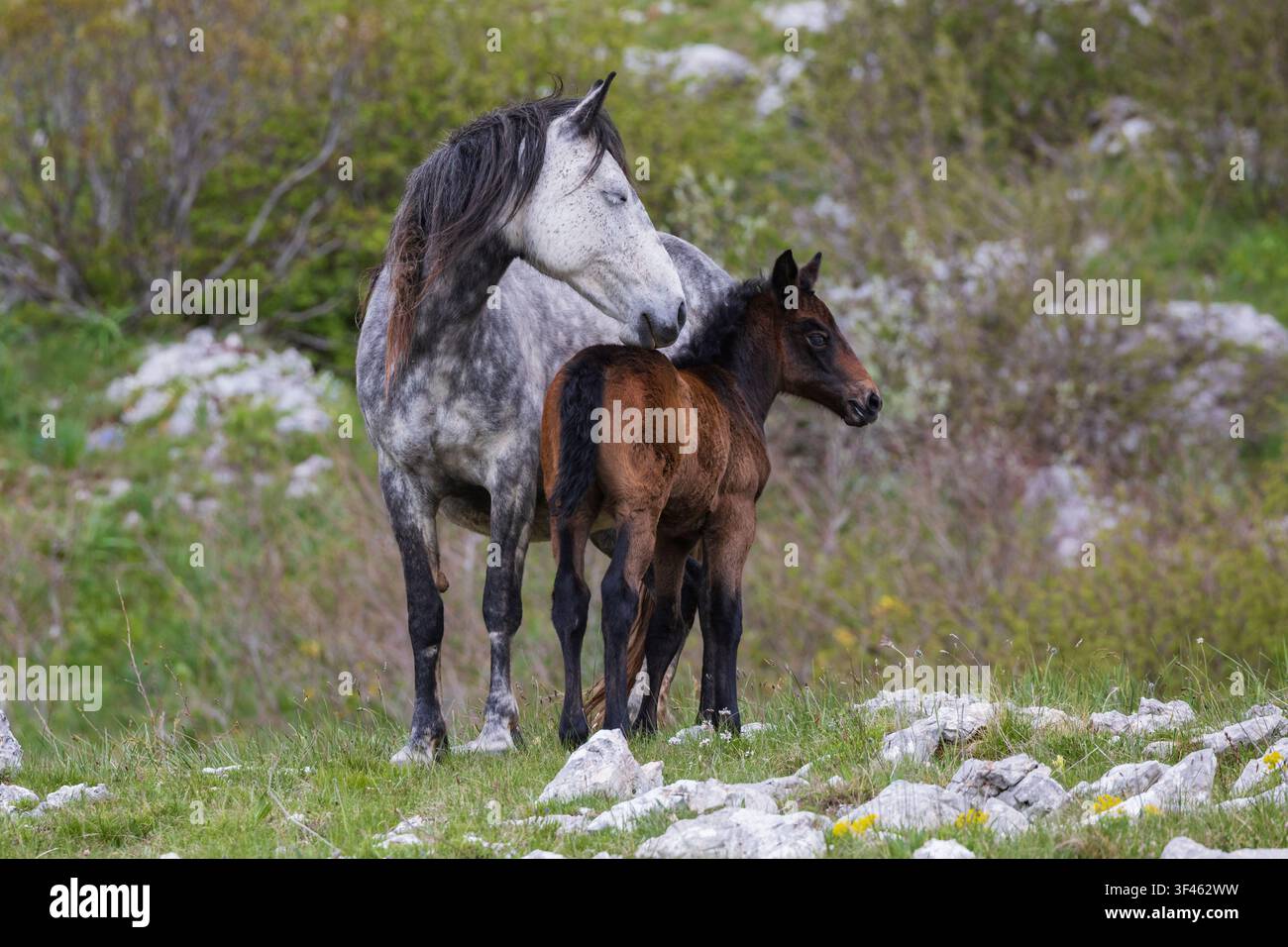 Eine gescheckte graue Stute steht mit ihrem Fohlen Stockfoto