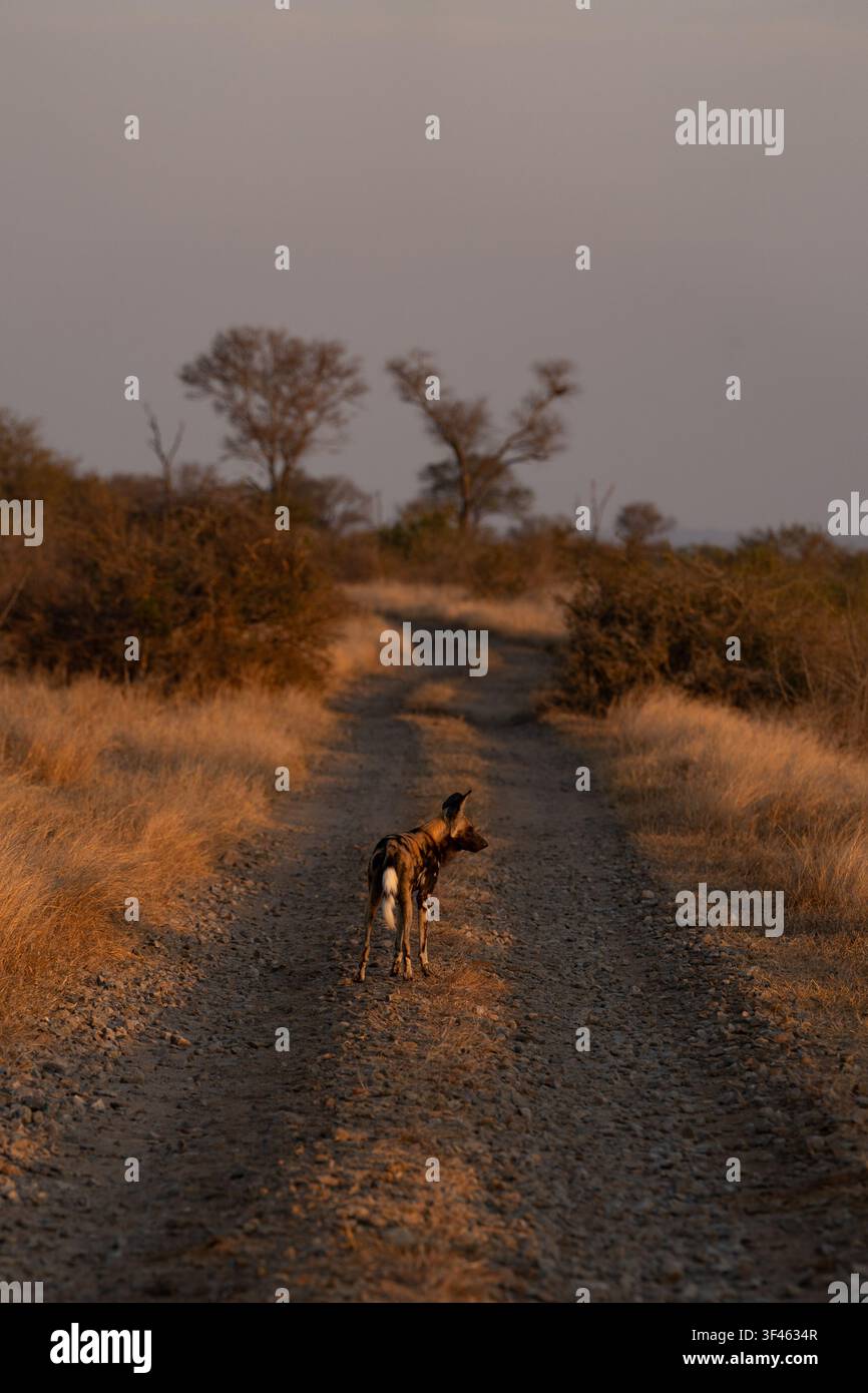 Wildhund, Lycaon pictus, Adult. Steht in der Mitte einer Schotterstraße (oder eines Eisenbahngleises) und blickt in das Abendlicht vor. Stockfoto