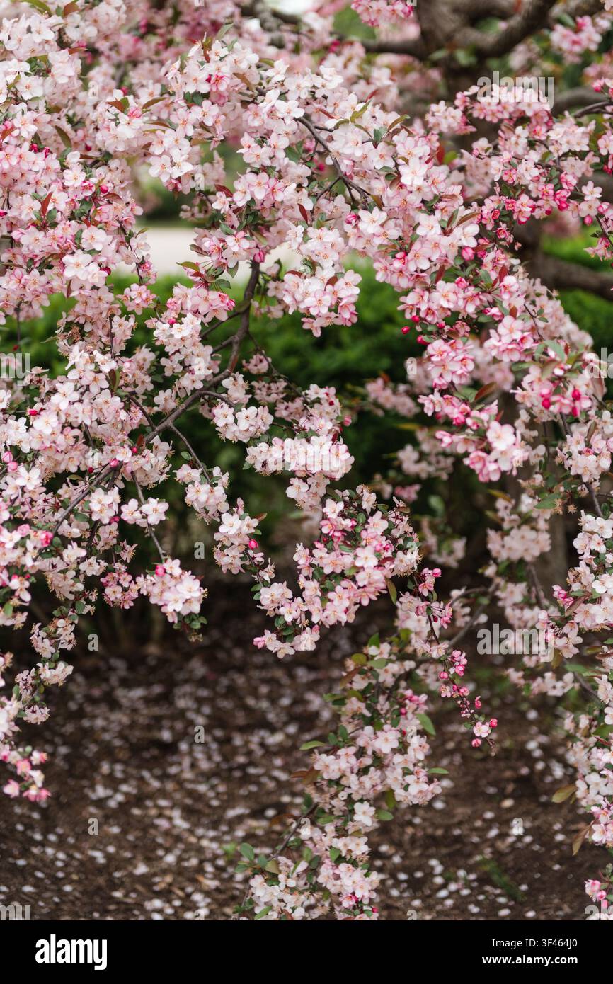Blühender Zierapfelbaum bedeckt mit rosa Frühlingsblüten Stockfoto