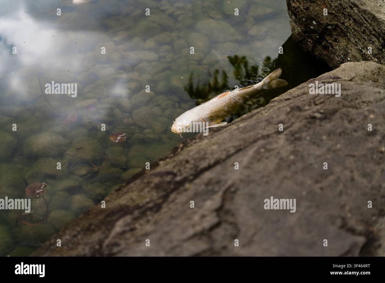 Weißer Koi schwimmt neben einem steinernen Garten-Teichufer Stockfoto