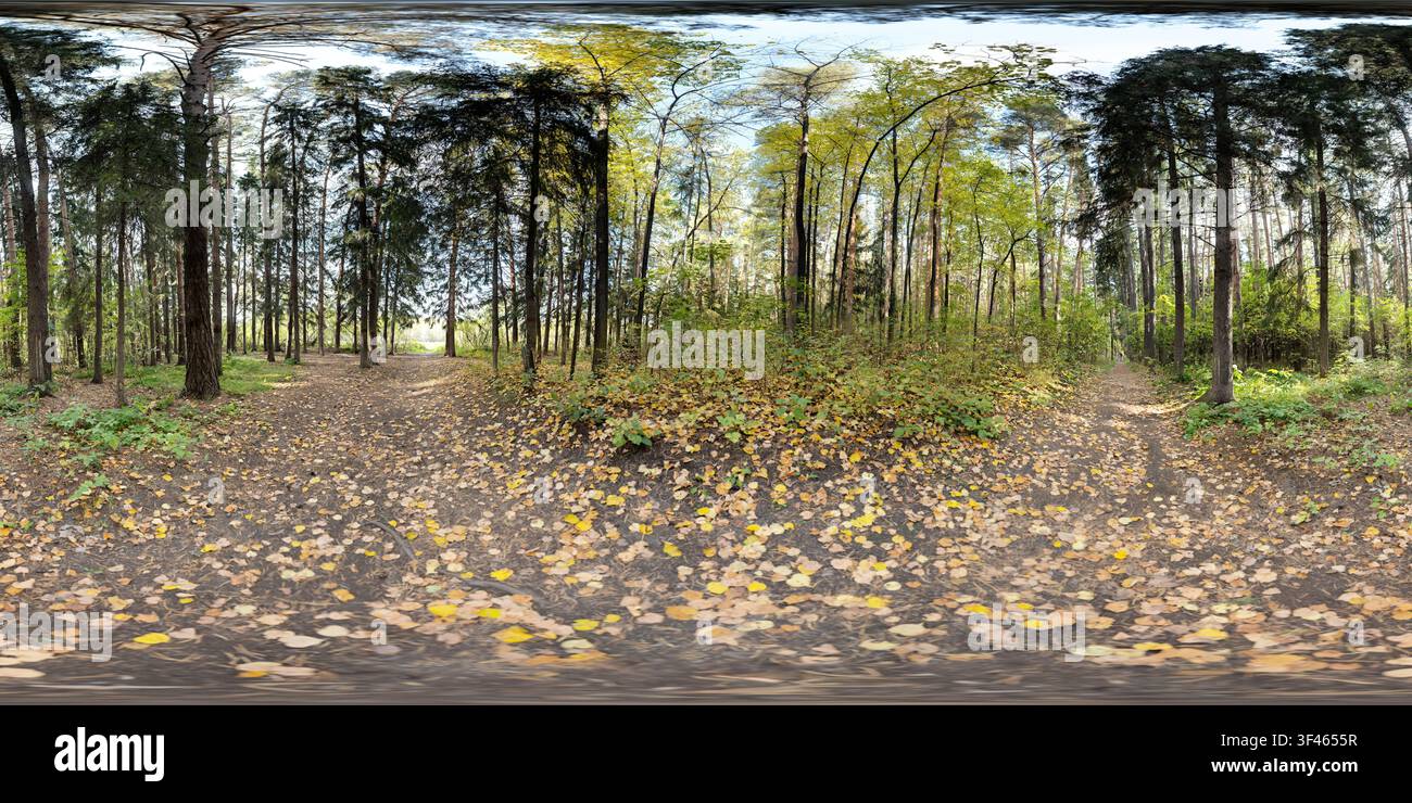 HDRI 360-Panorama Herbstwaldweg, der sich in zwei Feldwege unter hohen Kiefern und Laubbäumen mit goldenen abgefallenen Blättern und weicher Bewölkung gabelt Stockfoto