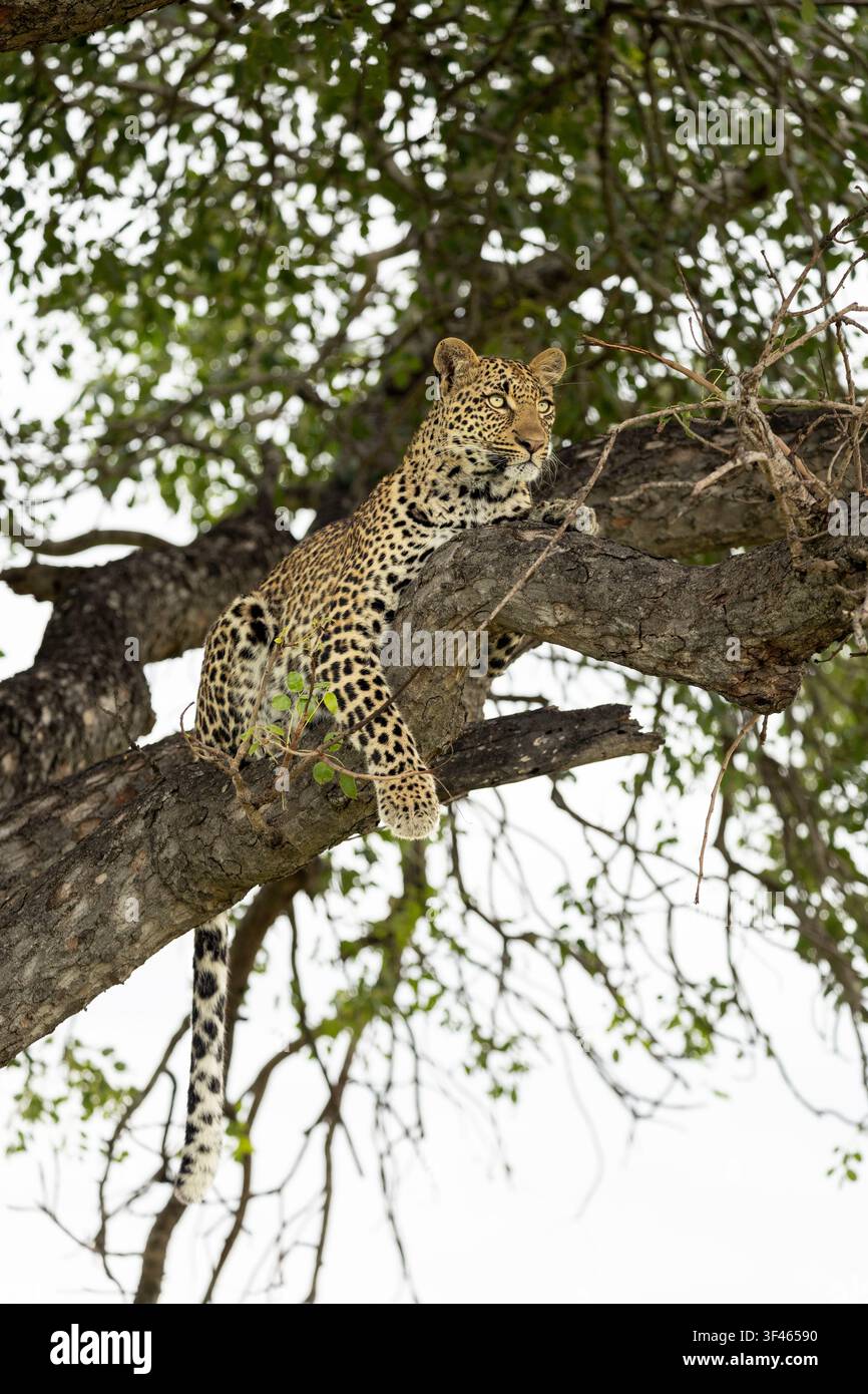 Leopard, Panthera pardus, Weibchen ruht auf einem großen Marulabäumeast und blickt zur Seite Stockfoto