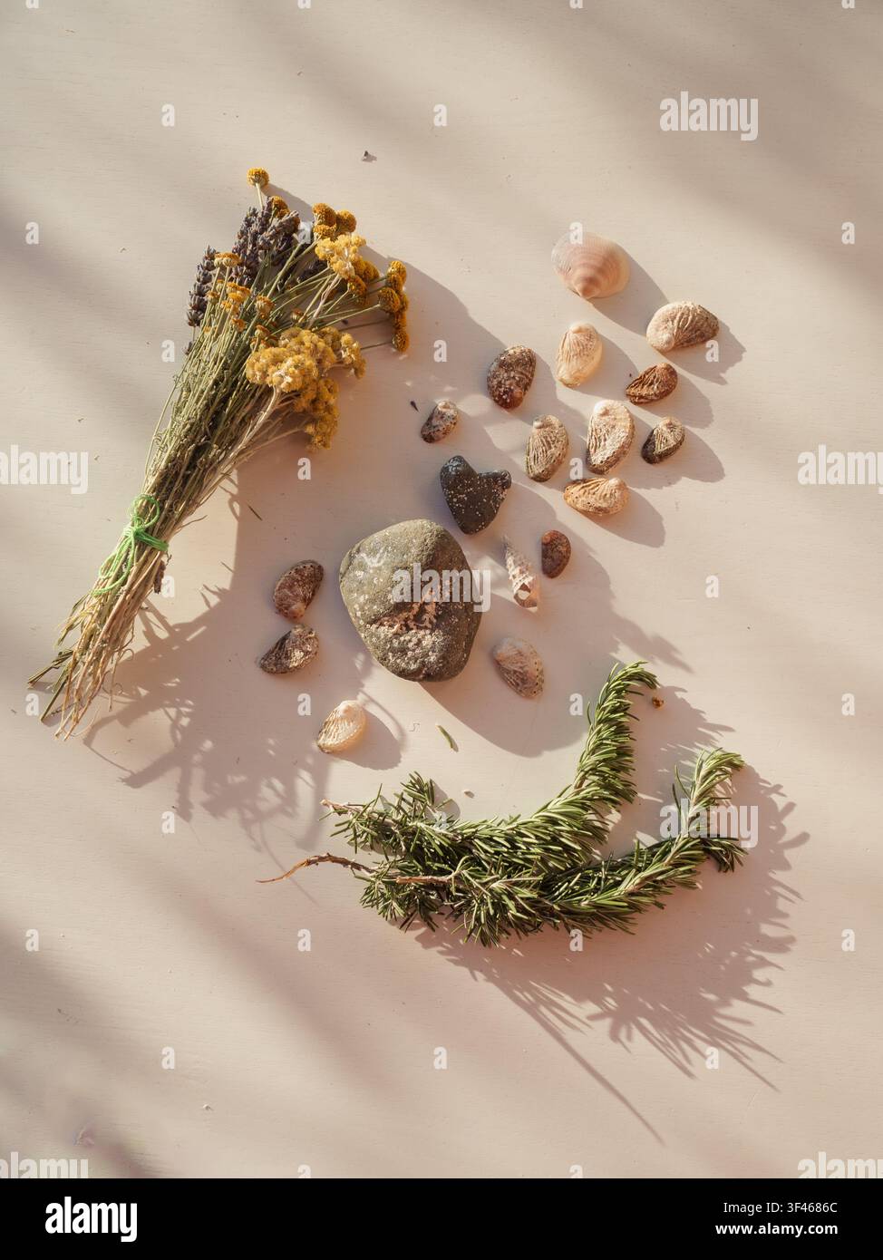 Sardinische Wildblumen, Steine, Muscheln auf weißem Grund im Sonnenlicht Stockfoto