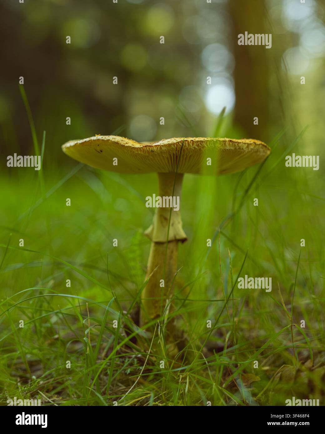 Einzelnter Waldbodenpilz mit zarten Lamellen in sanftem Waldlicht Stockfoto