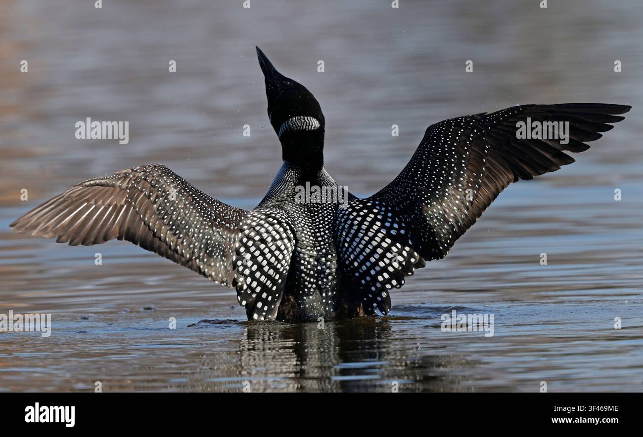 Eisvogel schlägt mit seinen schönen gesprenkelten Flügeln Stockfoto