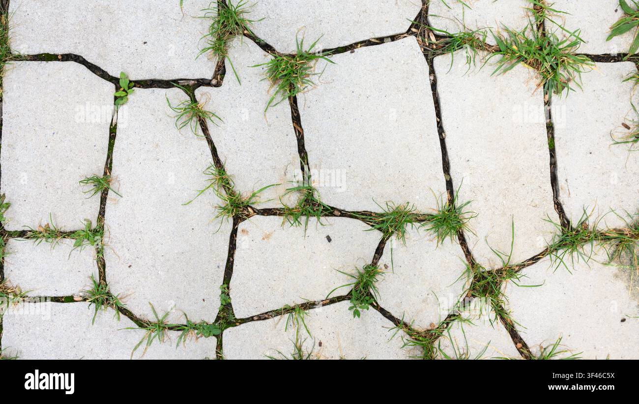 Eine Ansicht von oben einer gepflasterten Außenfläche aus hellgrauen, unregelmäßig geformten Betonsteinen. Grünes Gras und kleine Unkräuter wachsen aus der Stockfoto