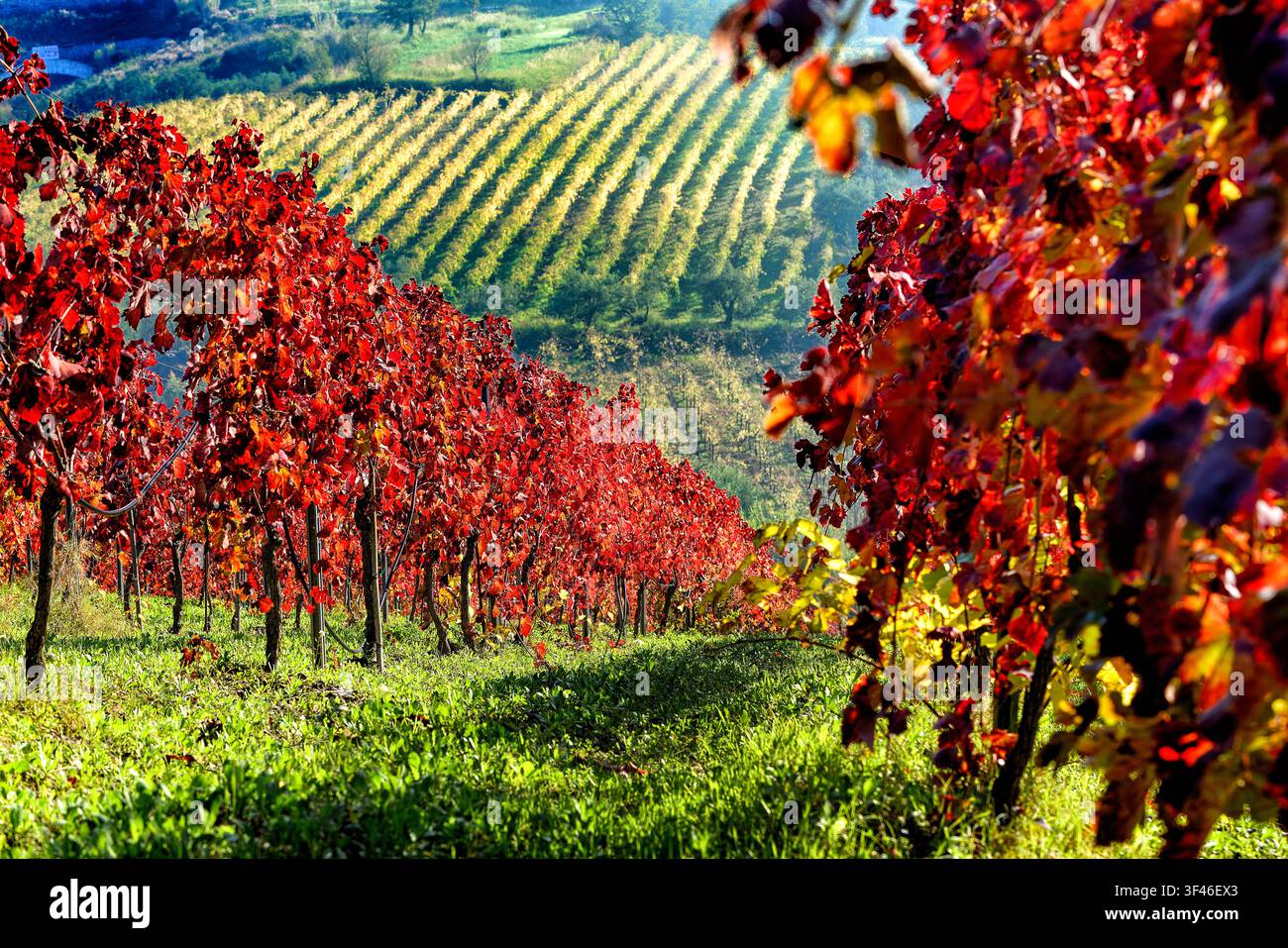 Agrarlandschaft Italien Kampanien Guardia Sanframondi (Bn) Stockfoto