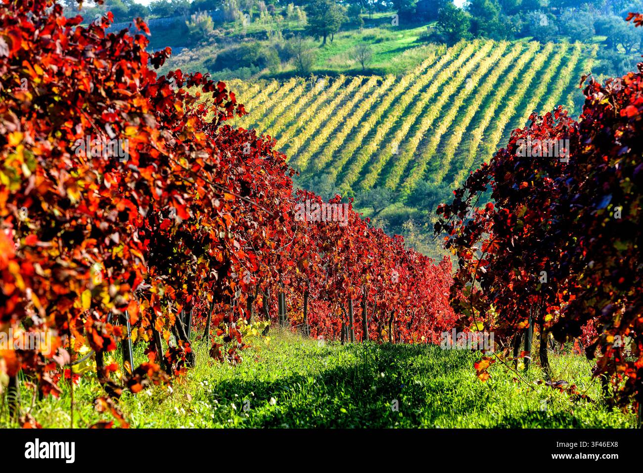 Agrarlandschaft Italien Kampanien Guardia Sanframondi (Bn) Stockfoto