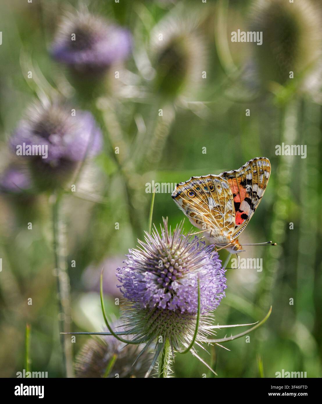 Painted Lady-Schmetterling Vanessa cardui, der sich an Teese-Blüten ernährt - Somerset UK Stockfoto