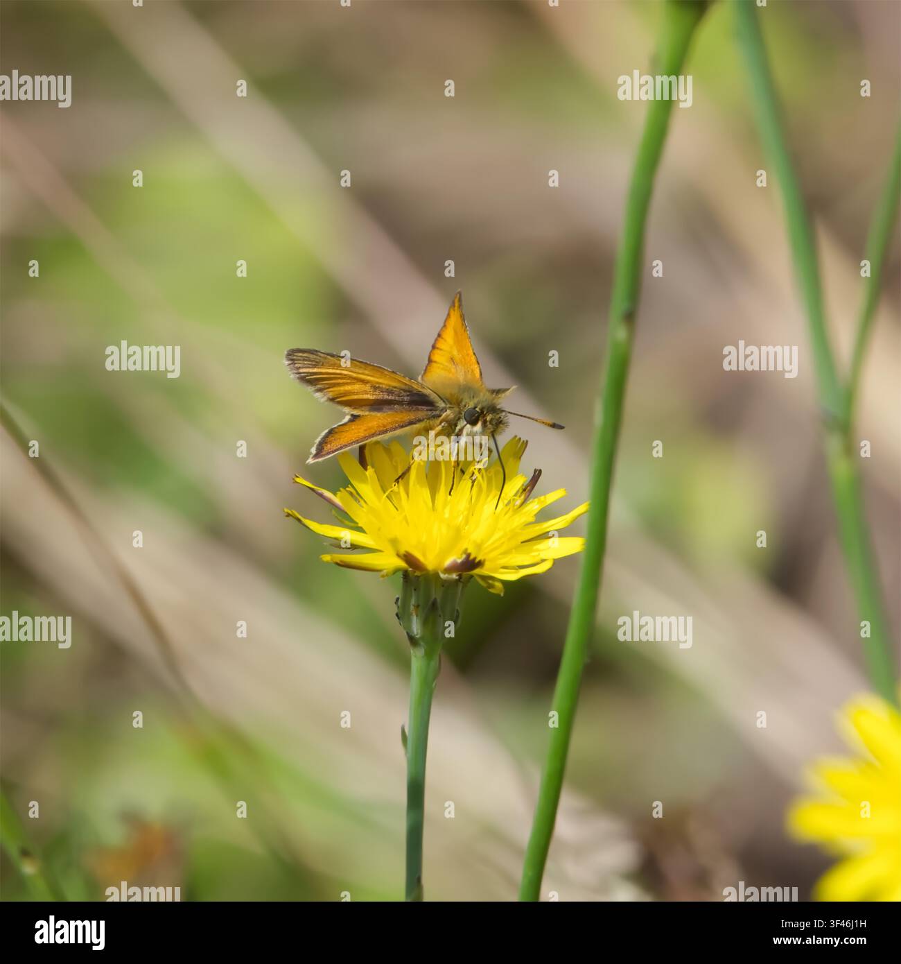 Essex Skipper (Thymelicus lineola) füttert an einer gelben Glatthaferblume (Crepis capillaris). Quadratisches Format, Nahaufnahme Stockfoto