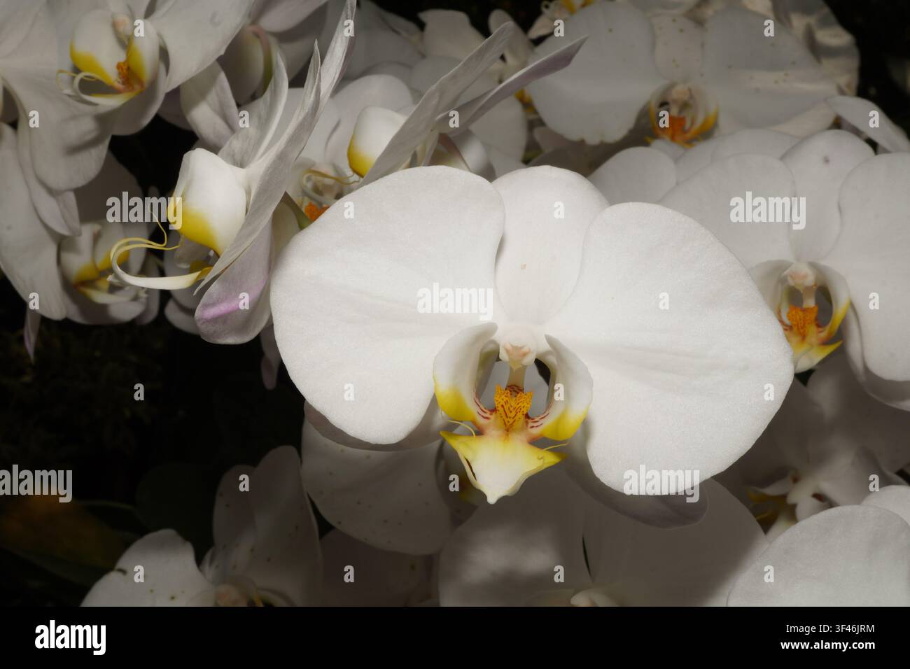 Eine atemberaubende Makroaufnahme, die die zarte Schönheit von weißen Orchideen zeigt, die dicht beieinander stehen. Die Blütenblätter präsentieren kunstvolle Details und sanfte Farbverläufe, mak Stockfoto