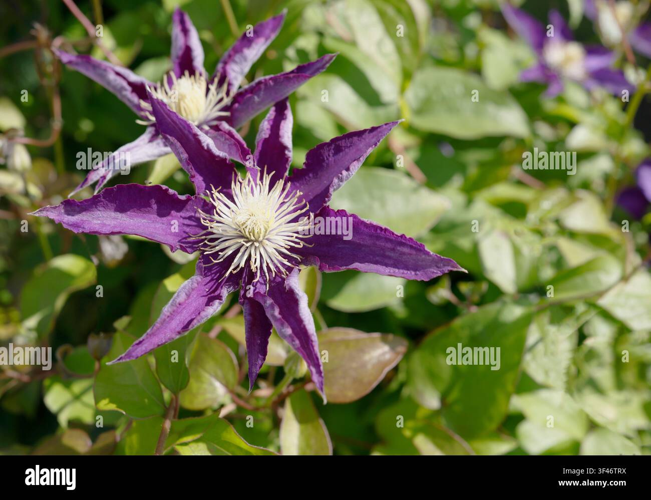 Ästhetische dunkelviolette Clematis-Blumen Cottagecore-Trend. Stimmungsvolle violette Lianenblüten mit flauschigen Mittelpunkten in üppigem Sommergarten-Grün Stockfoto
