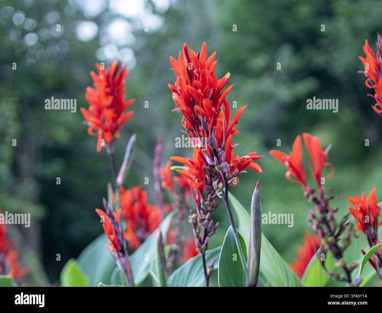Nahaufnahme von leuchtend roten Canna-Lilien in voller Blüte mit üppigen grünen Blättern und einem weich verschwommenen Hintergrund aus Laub Stockfoto
