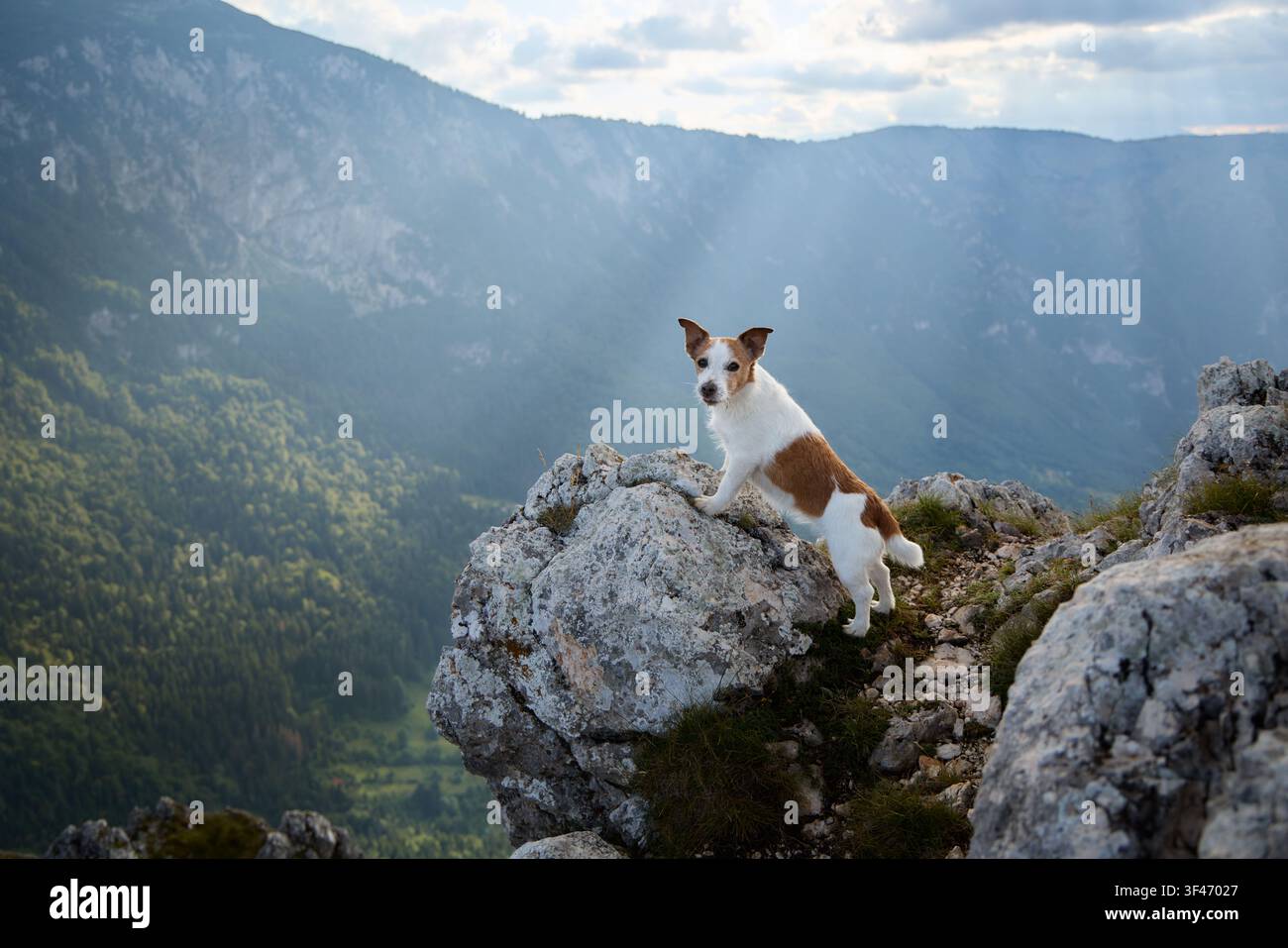 Der Hund starrt direkt nach vorne von einem hohen natürlichen Sitz über das Tal. Das Foto balanciert Stille und Großartigkeit. Stockfoto
