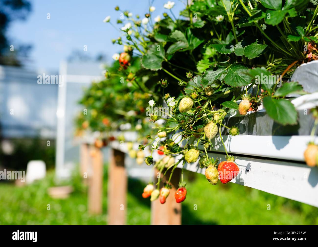Moderne effiziente Ernte von frischen roten Erdbeeren aus hängenden Beeten in einem Hightech-Gewächshaus. Diese produktive Ernte liefert reichlich Beeren für die saubere Innenlandwirtschaft. Stockfoto