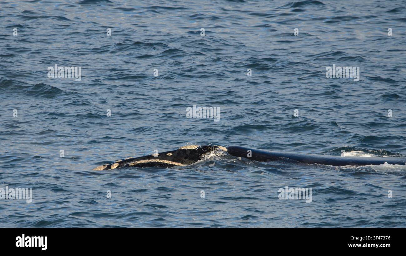 Southern Right Whale Stockfoto
