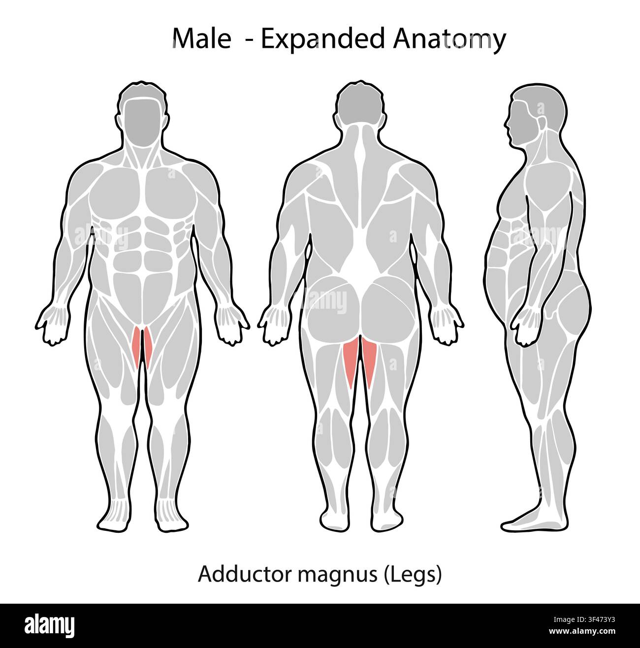 Männliche Figur, die den Adductor-magnus-Muskel in Vorder-, Hinter- und Seitenansicht zeigt Stockfoto