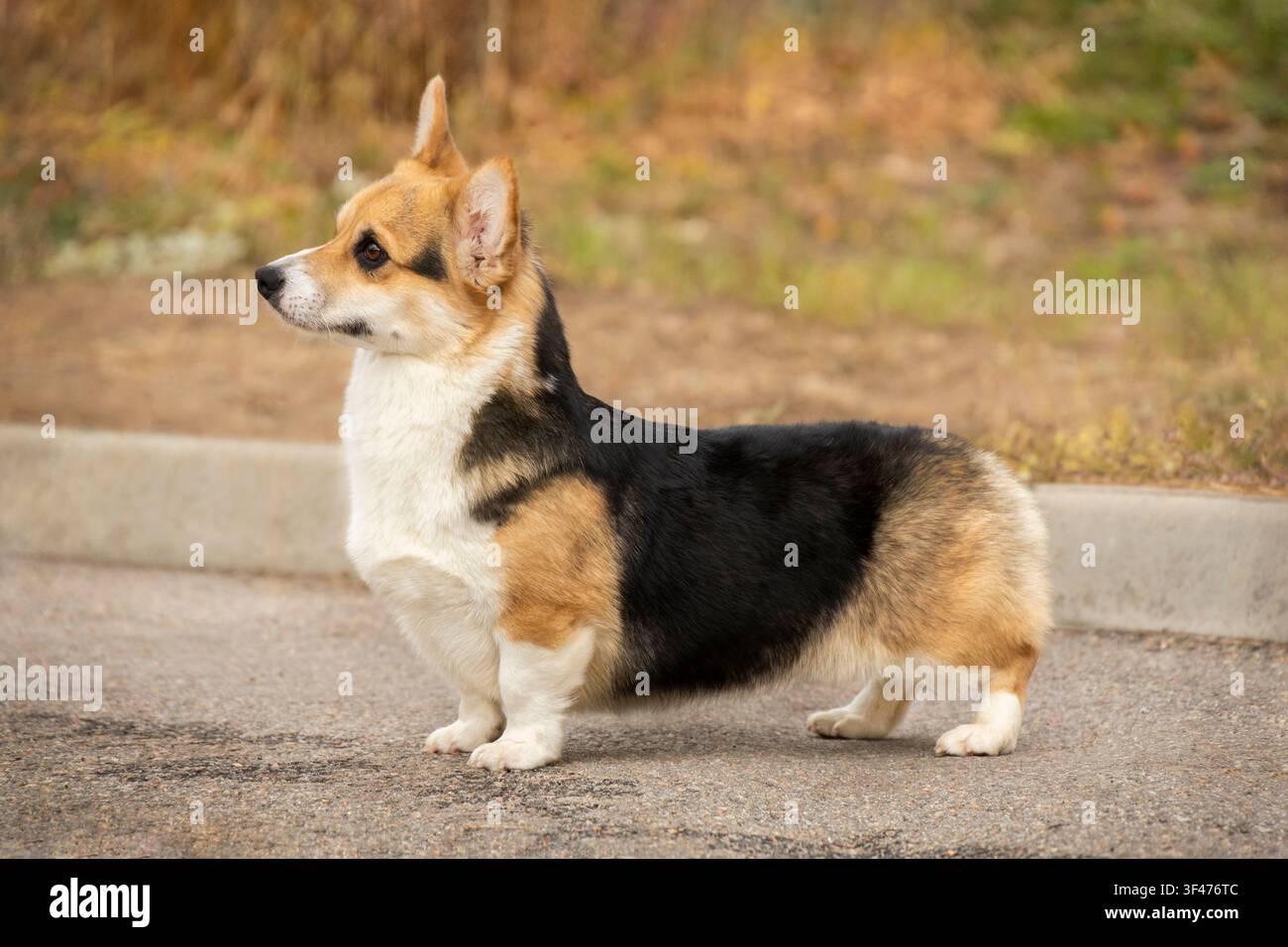 Trikolor-Welsh-Corgi-Pembroke bereitet sich auf eine Hundeshow vor Stockfoto