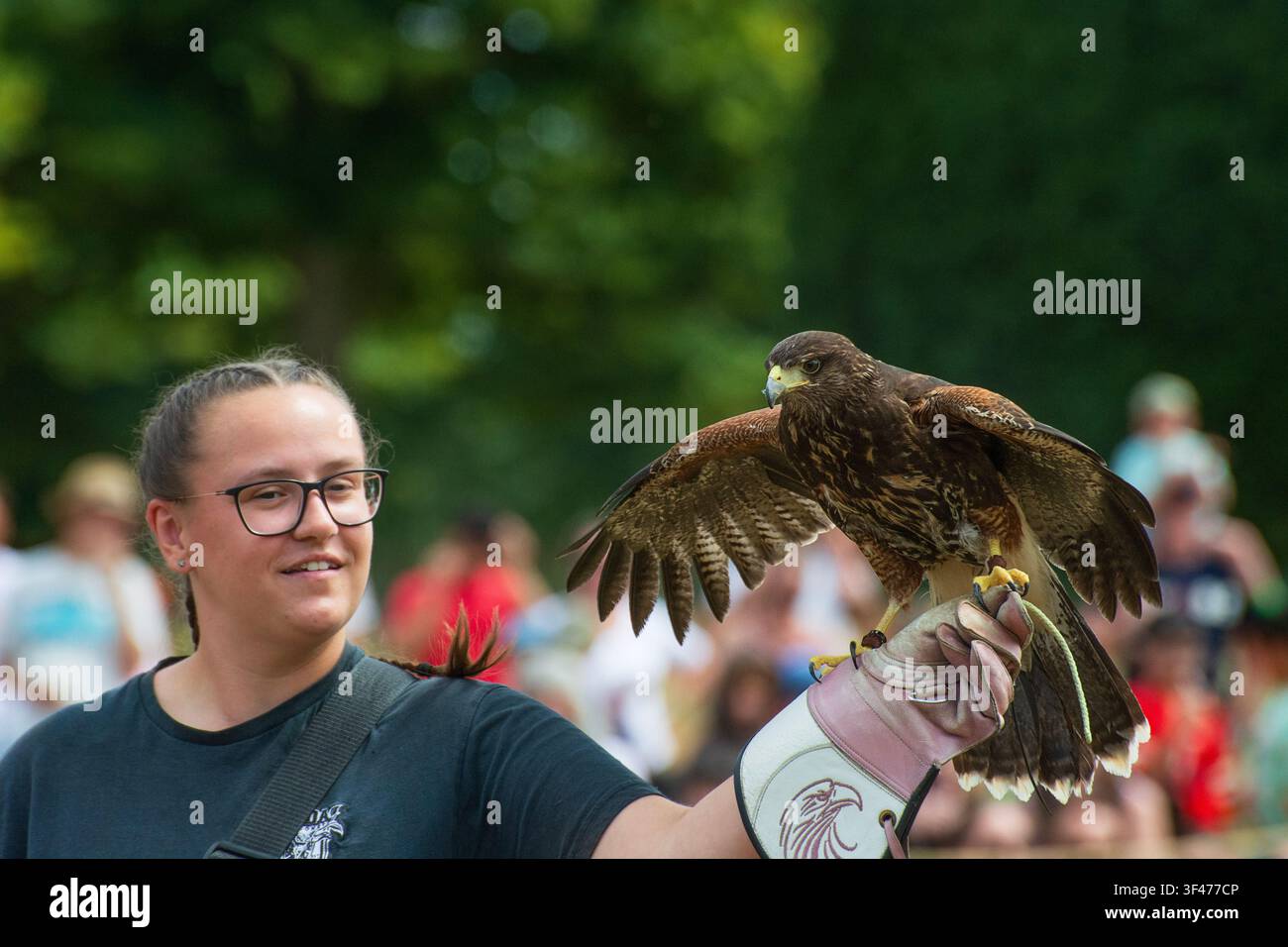Weibliche Falknerin hält einen Harris-Falken, Parabuteo unicinctus, bei einer Falknerei-Vorführung im Hampton Court Palace, England. Juli. Stockfoto