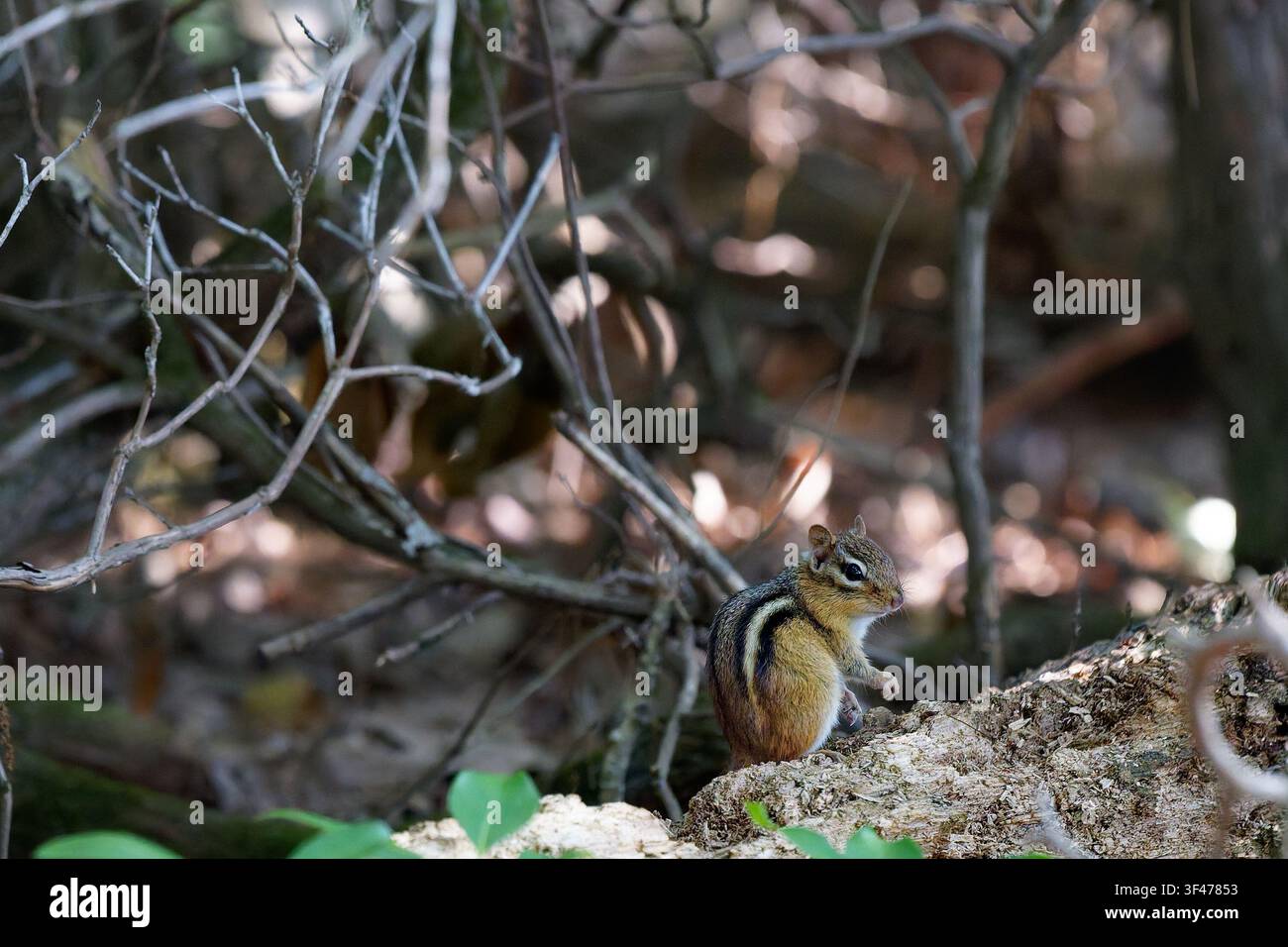 Östliches Streifenhörnchen, das auf einem gefallenen Baumstamm im Wald sitzt Stockfoto