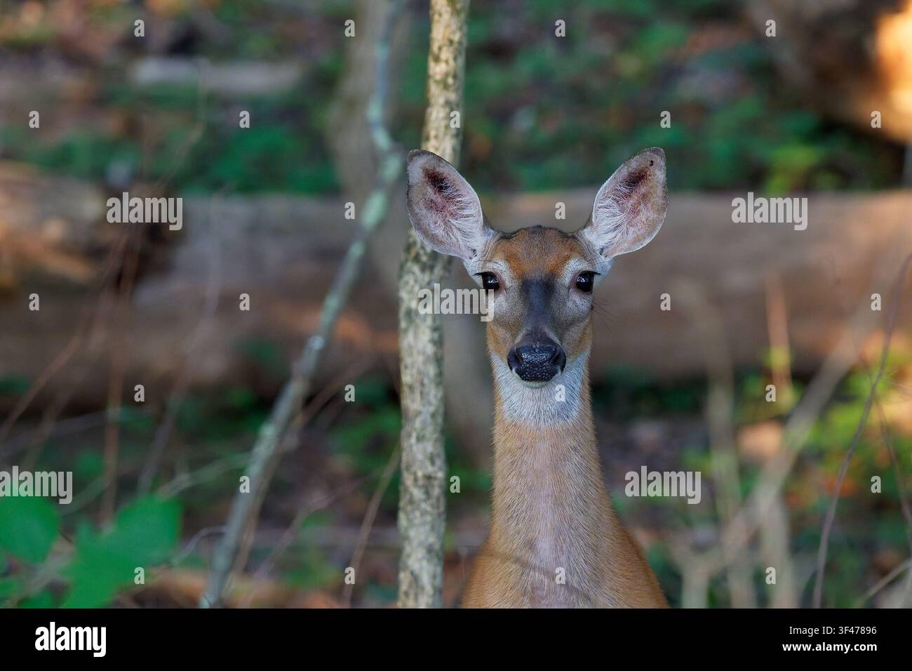Weißwedel-Hirschdame späht durch den Wald Stockfoto