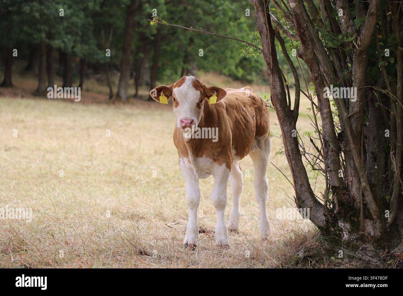 Junges Kalb ruht unter einem Baum auf einer sonnigen Sommerweide und schaut direkt in die Kamera. Friedliche ländliche Szene mit einem niedlichen Nutztier Stockfoto