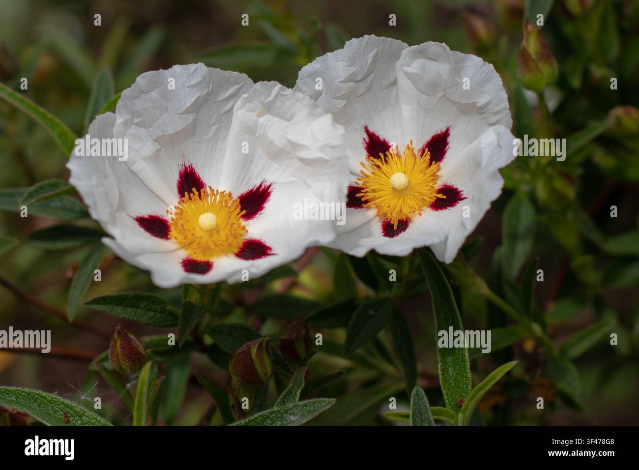 Paar Cistus ladanifer-Blüten, die sich sanft mit faltigen weißen Blütenblättern, rotbraunen Flecken, Knospen und Laub berühren. Gummi-Steinrose, gewöhnlicher Gummi-Zistrose, braun Stockfoto