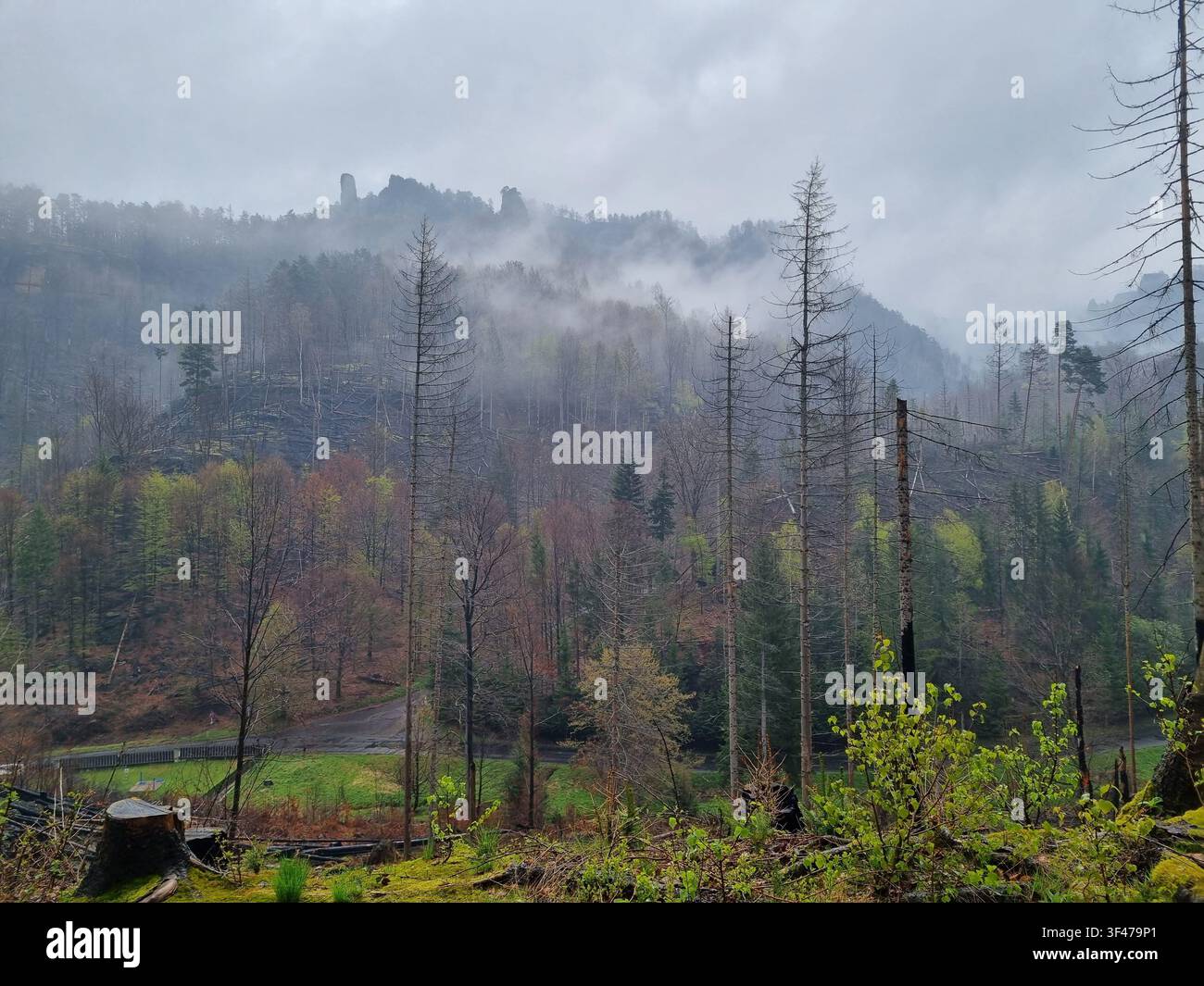 Nebel über einem brandgeschädigten Wald mit frischem grünem Nachwachs nach dem Waldbrand 2022, Nationalpark Böhmische Schweiz bei Decin, Tschechische Republik - Smartphone-aufgenommenes Stockfoto