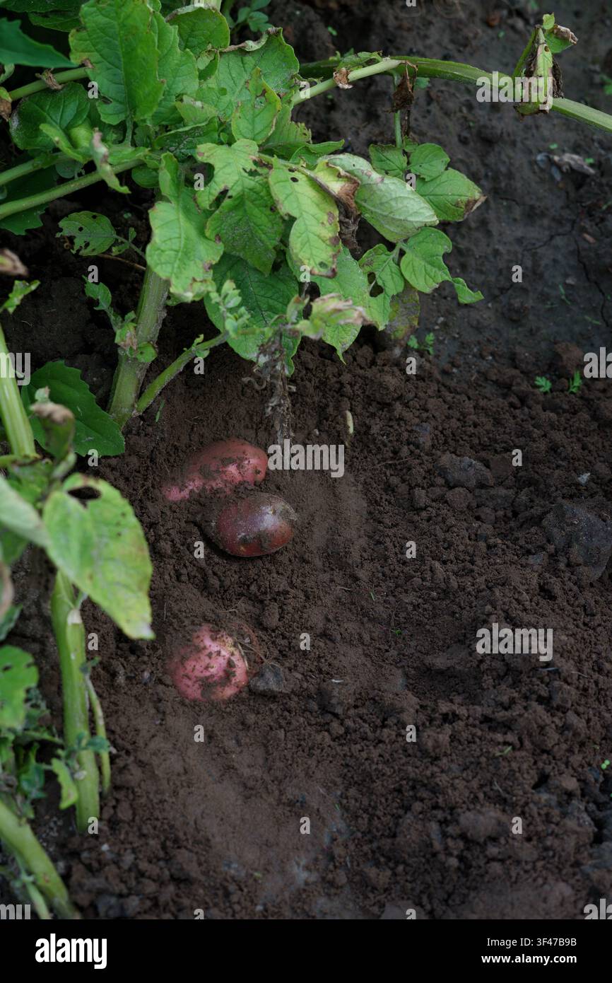 Frische Rote Bete wächst in fruchtbarem Boden in einem heimischen Gemüsegarten im Sommer. Stockfoto