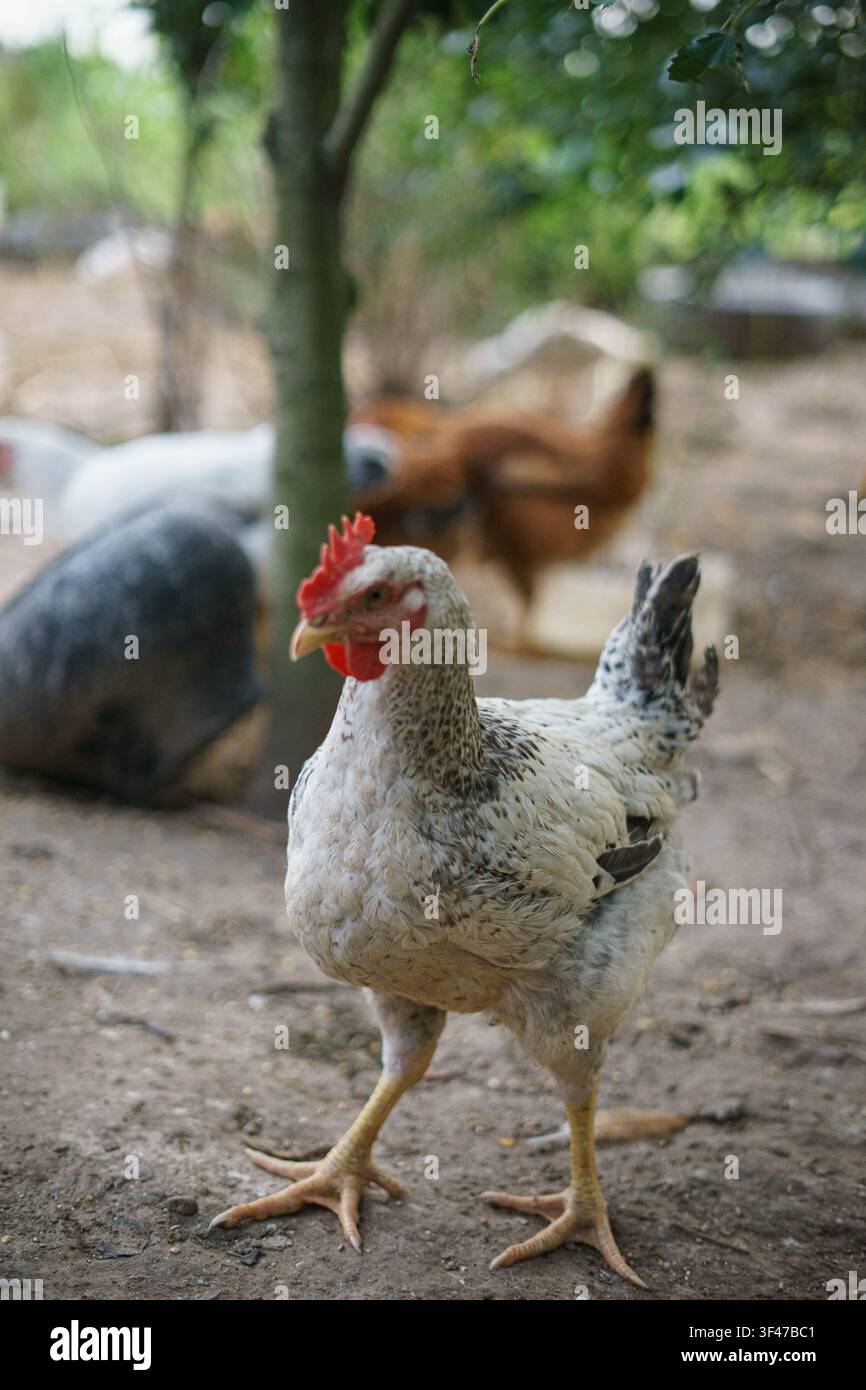 Freilaufhühner, die auf einem ländlichen Hinterhofbauernhof mit Bäumen und natürlicher Umgebung nach Futter suchen. Stockfoto
