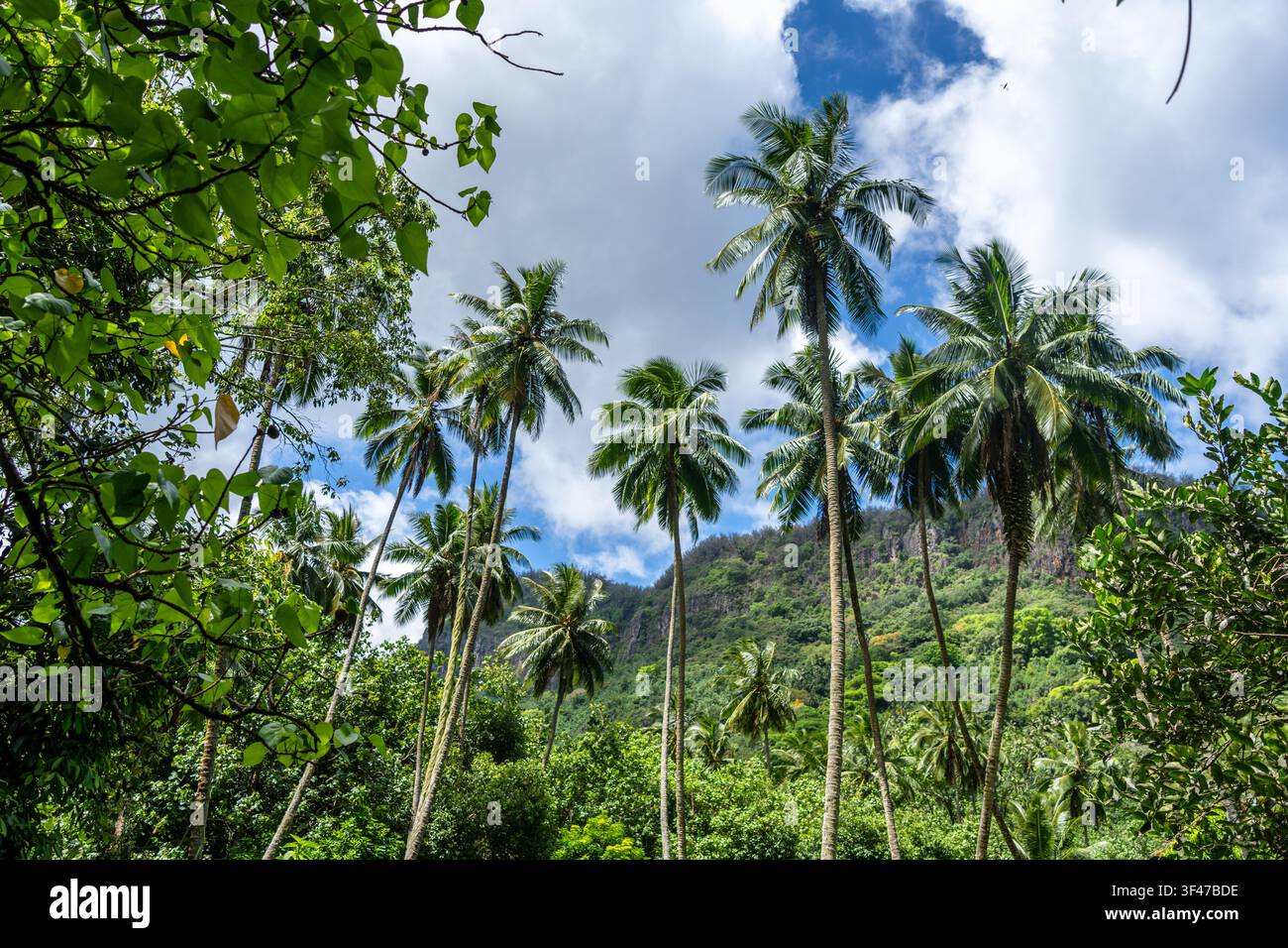 Ein üppiger Dschungelpfad durch das Hakaui-Tal, Nuku Hiva, die Marquesas-Inseln und Französisch-Polynesien. Majestätische Basaltklippen und dichte Vegetation umgeben die Tra Stockfoto