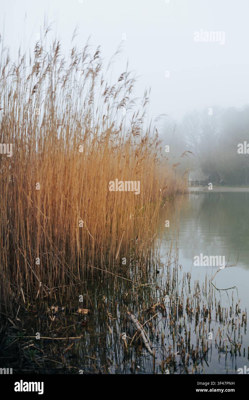 Schilf, das sich in einem nebligen Teich des Hampstead Village spiegelt, fotografiert in weichem natürlichem Licht. Eine ruhige Landschaft, die die stille Schönheit des frühen Morgens einfängt. Stockfoto