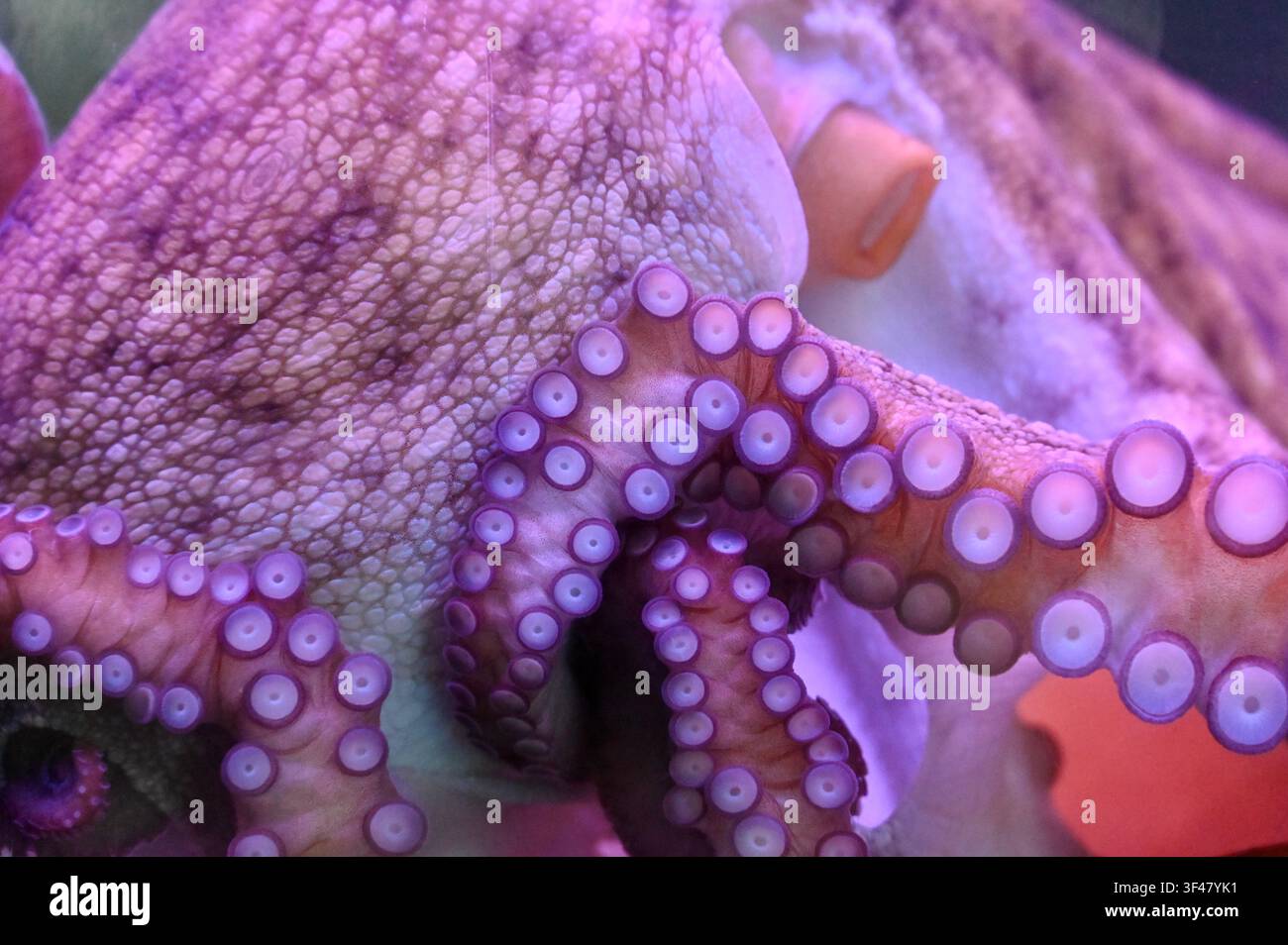Extremer Makroaufnahme, die sich auf die detaillierte Hauttextur, den Mantel und die vielen Saugnäpfe eines Oktopus-Tentakels konzentriert. In lebhaftem rosa und lila Neonlicht in einem Aquarium gebadet. Hervorragend für Meeresbiologie, Wildtier-Texturrückgrund und Unterwasserwissenschaftsthemen. Stockfoto