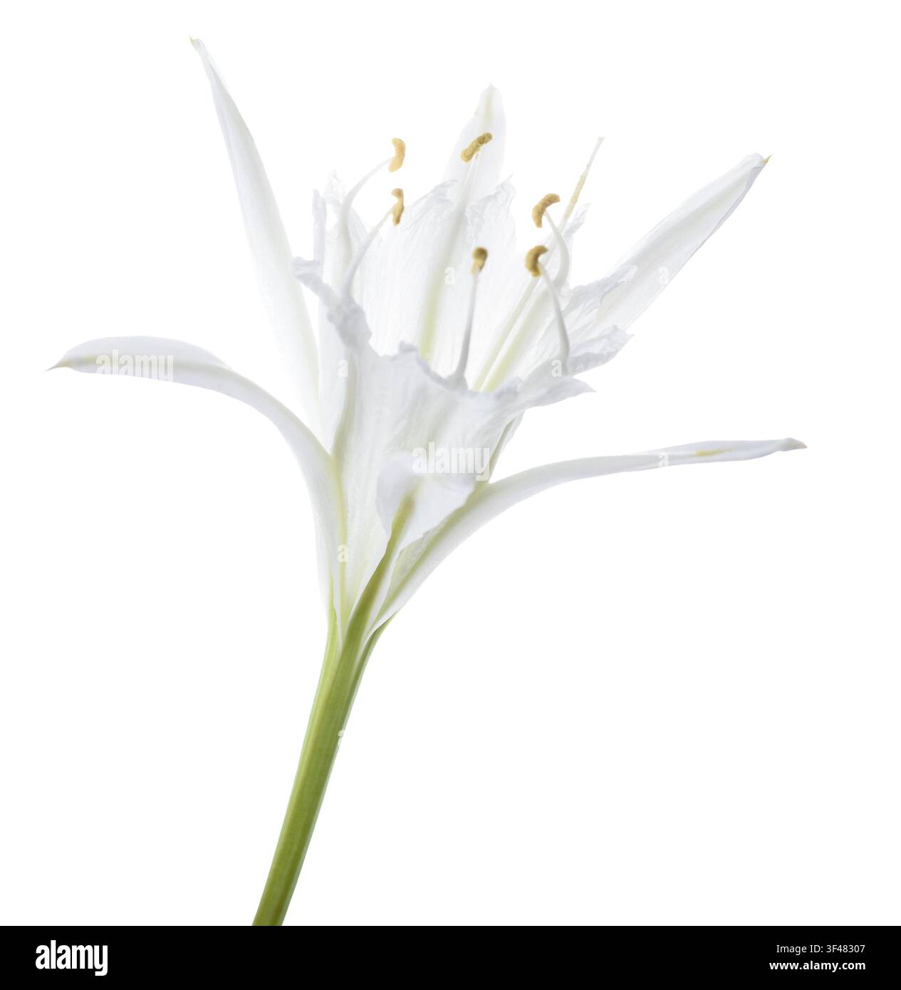 Pancratium maritimum, allgemein bekannt als Meerglockenblume, isoliert auf weißem Hintergrund. Mediterranische Küstenblume mit detaillierten Blütenblättern, geeignet für Stockfoto