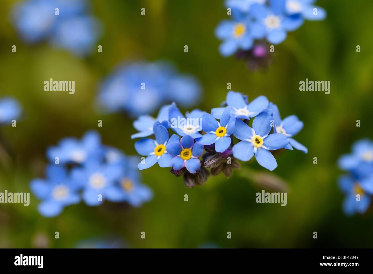 Vergiss mich Nots (Myosotis) Blumen auf einer Wiese Stockfoto