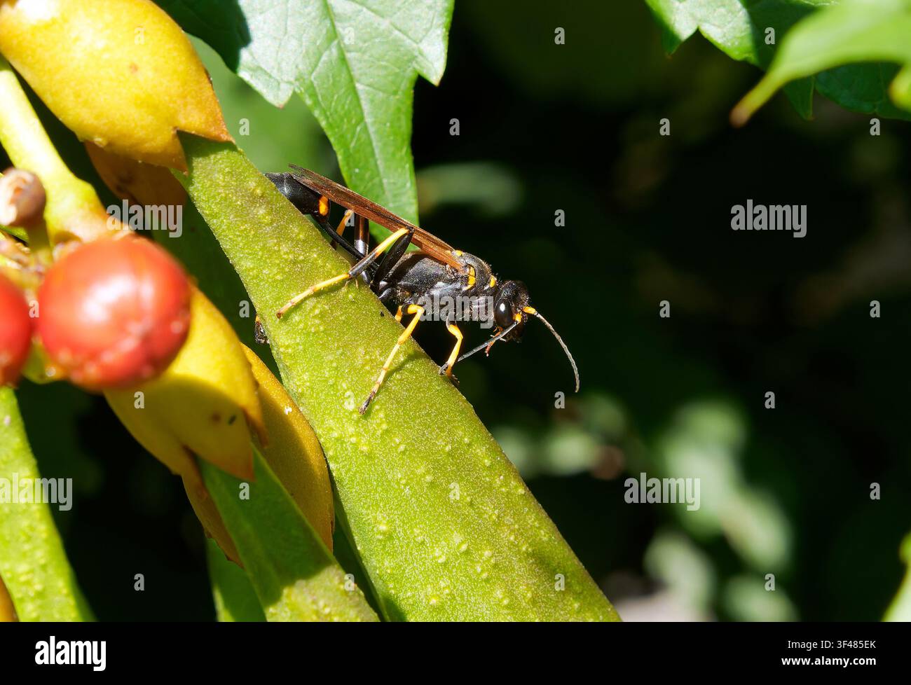 schwarz-gelber Lehmspinnentöter, schwarzer Lehmspinnentöter, Mauerspinnentöter, Sceliphron destillatorium, gyakori lopódarázs, Budapest, Ungarn, Europa Stockfoto