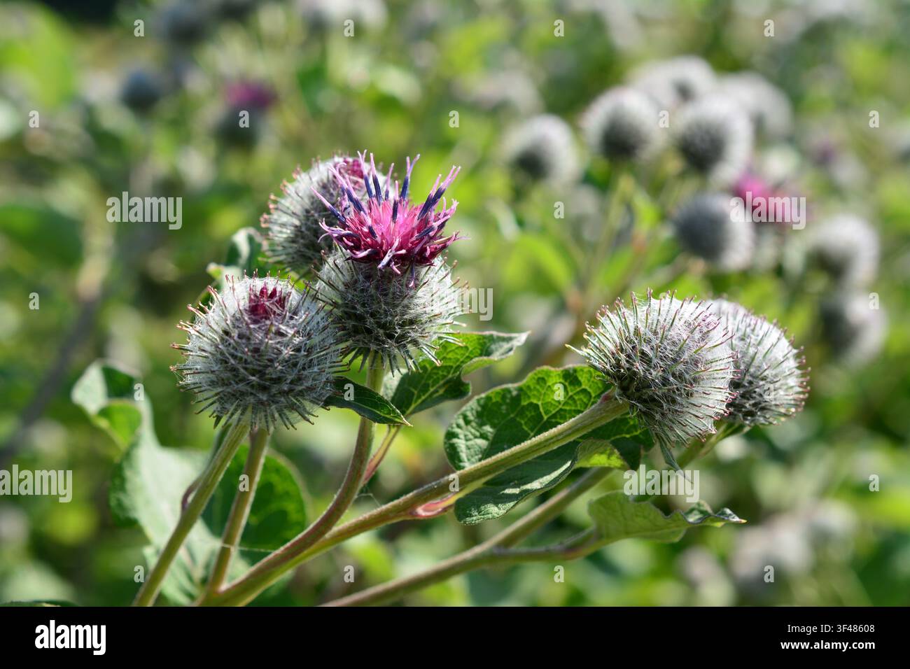 Kardendistel-Pflanze mit violetten Blüten und Borsten in einer Wiese Arctium Stockfoto