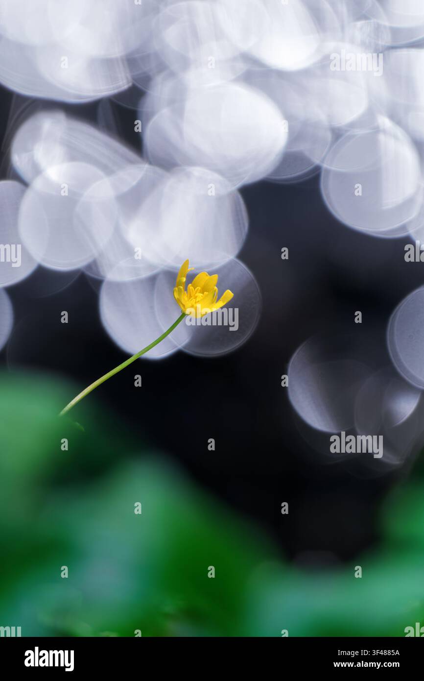 Sumpfdotterblume an einem Bach, Rheinland-Pfalz, Deutschland Stockfoto