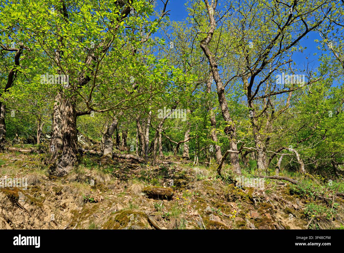 Malerischer Buchenwald auf dem Traumweg „Höhlen- und Schluchtpfad“, Eifel, Rheinland-Pfalz, Deutschland Stockfoto