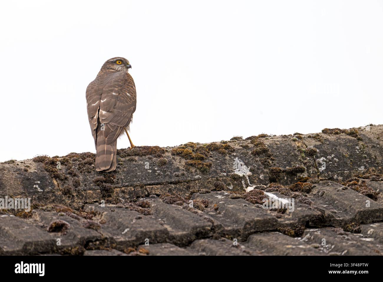 Weiblicher Sperber Accipiter nisus auf dem Dach von Knaphill Woking Surrey Stockfoto