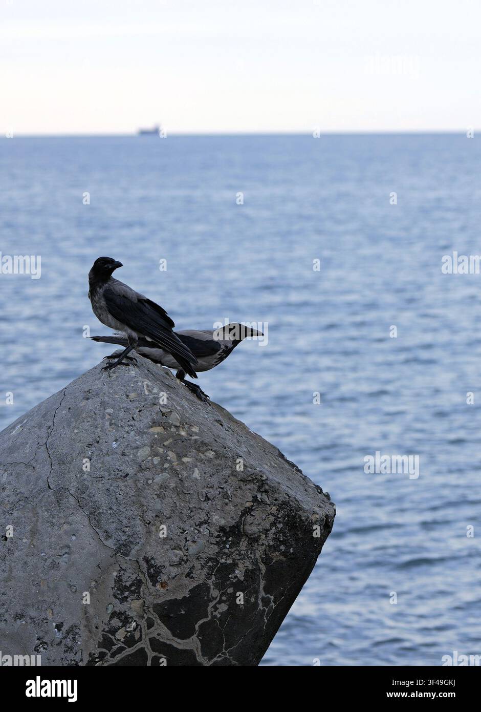 Zwei bekittelte Krähen, die auf einem strukturierten grauen Felsen sitzen und das weite ruhige Meer und ein entferntes Schiff betrachten, symbolisieren die Tierwelt in urbaner Küstenumgebung Stockfoto