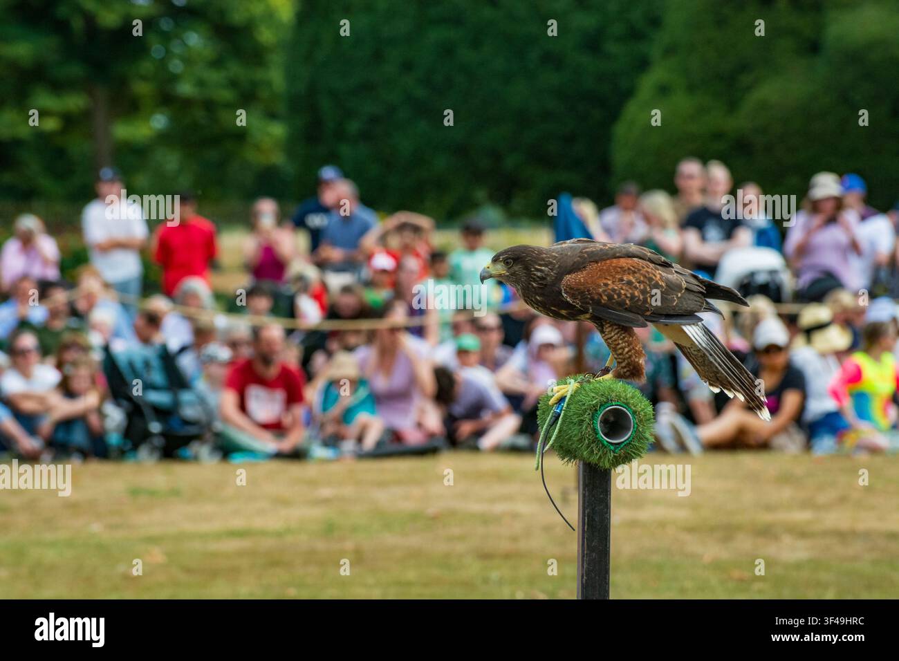 Harris-Falk, Parabuteo unicinctus, bei einer Falknervorführung, Hampton Court Palace, England. Stockfoto