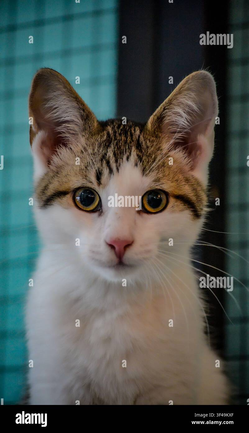 Nahaufnahme-Porträt eines Hauskatzenkätzchens mit geflecktem und weißem Fell, das direkt in die Kamera schaut Stockfoto