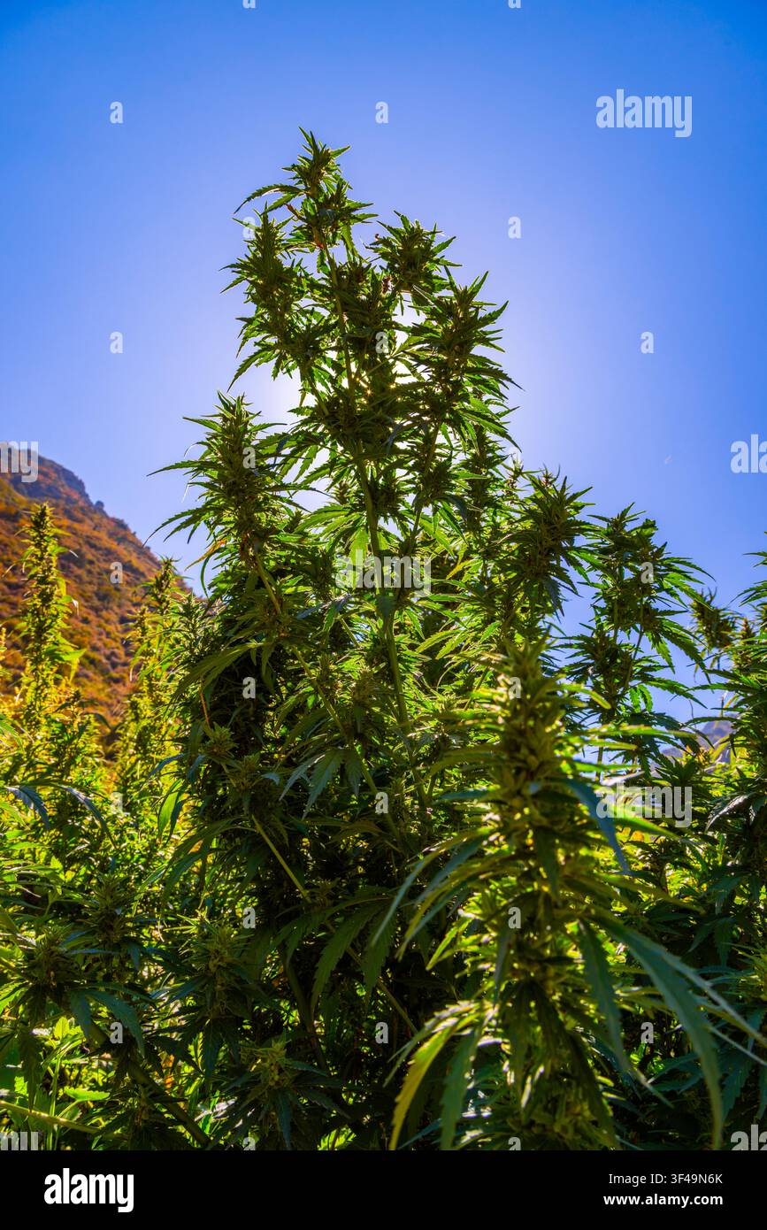 Dichte Cannabis-Pflanzen gedeihen unter einem klaren blauen Himmel, beleuchtet vom Sonnenlicht. Die Niederwinkelaufnahme betont ihre Höhe und das lebendige grüne Laub aga Stockfoto