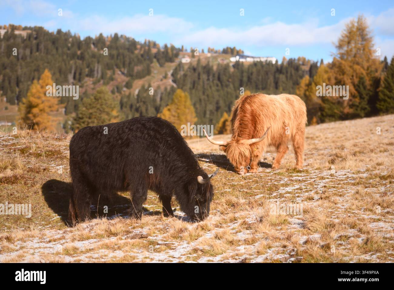 Hochlandrinder grasen auf einer Almwiese, umgeben von Herbstfarben in den Dolomiten. Ländliche Berglandschaft mit goldenen Lärchen und frostigem Gras Stockfoto