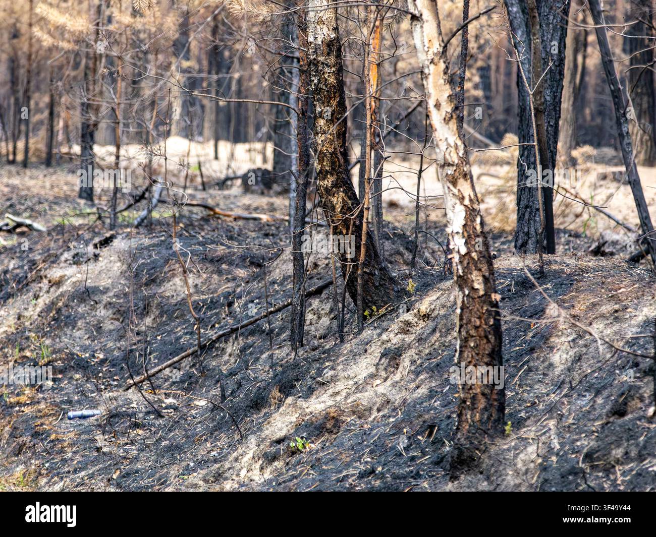 Feuerschorf und beschädigte Bäume nach dem Waldbrand im Mai 2026 Stockfoto
