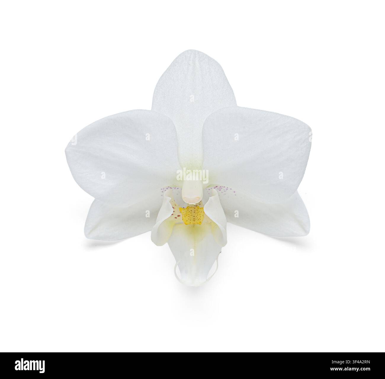 Weiße Phalaenopsis-Orchideenblüte mit zarten Blütenblättern und gelbem Zentrum, isoliert auf einem sauberen weißen Hintergrund, die elegante Blüte präsentiert natürliche Schönheit Stockfoto