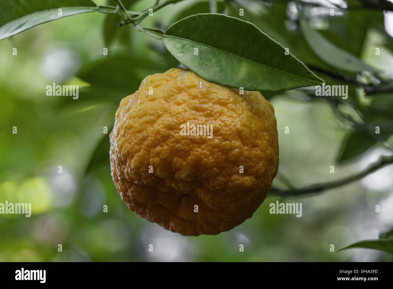 Bittere OrangenSchale mit grünem Blatt am Baum Stockfoto