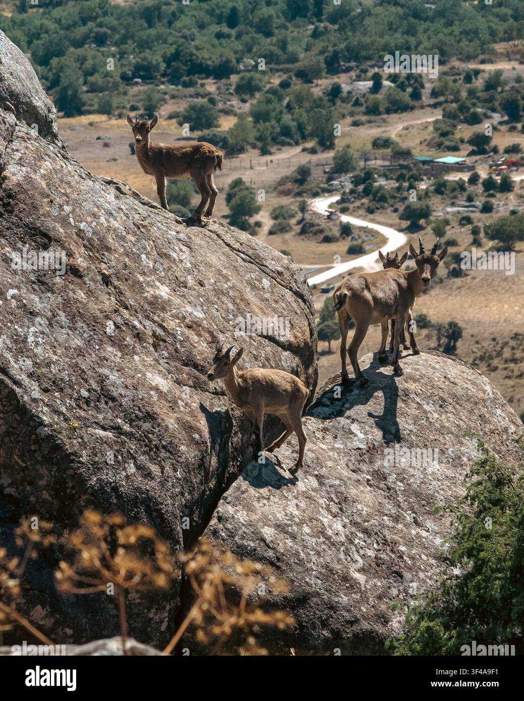 Spanischer Steinbock steht auf Felsvorsprung mit Blick über das Bergtal Stockfoto