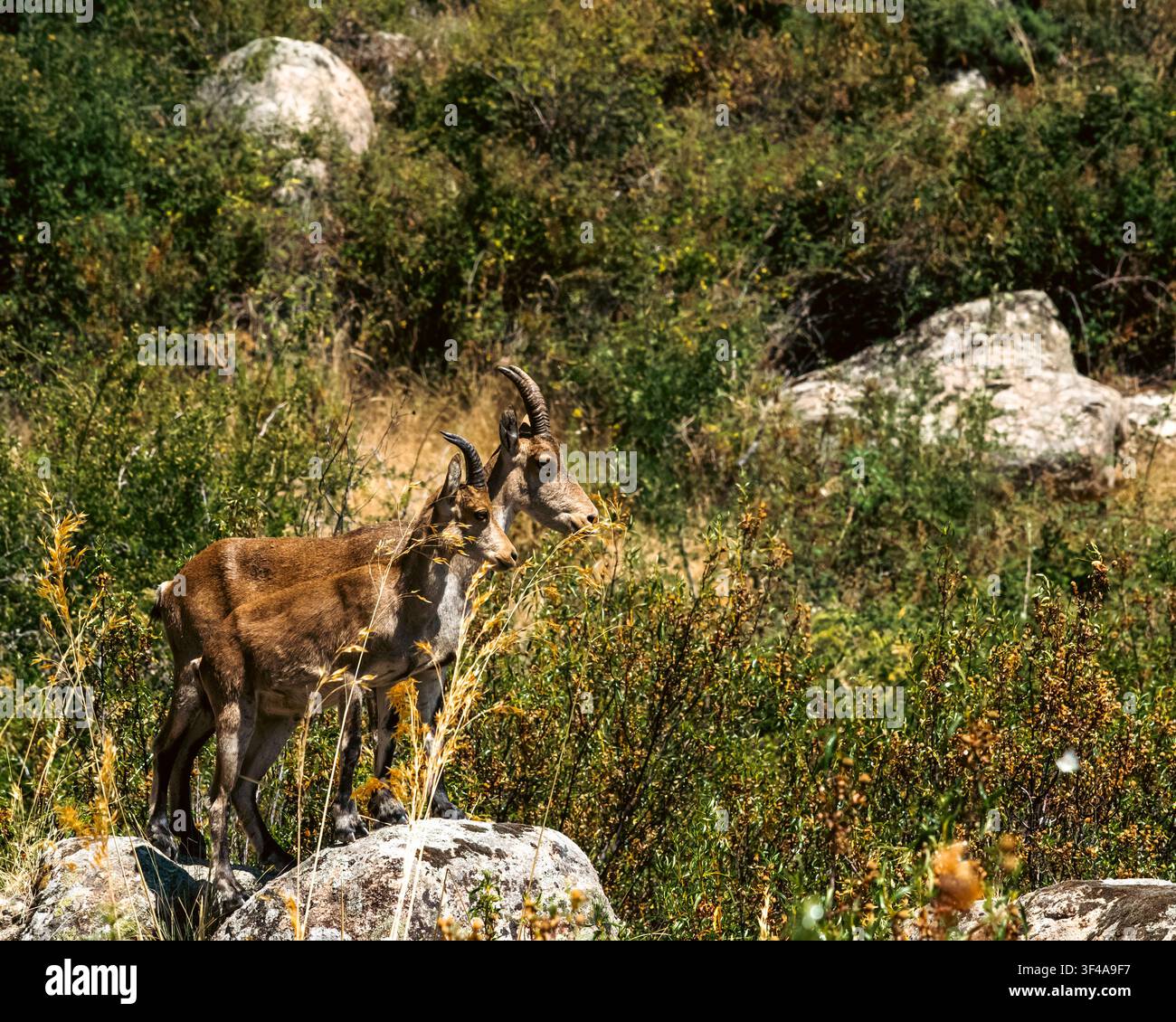 Spanischer Steinbock steht auf Felsvorsprung mit Blick über das Bergtal Stockfoto